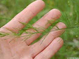 Attēlu rezultāti vaicājumam “Asparagus officinalis leaf”