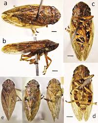 Attēlu rezultāti vaicājumam “Aphrophora nymph”