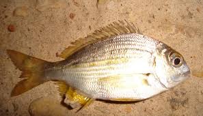 Image result for Rhabdosargus holubi