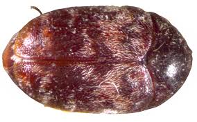 Attēlu rezultāti vaicājumam “Dermestidae”