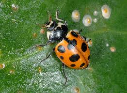 Attēlu rezultāti vaicājumam “Hippodamia notata”