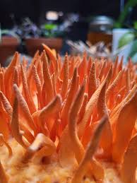 Attēlu rezultāti vaicājumam “Cordyceps militaris”