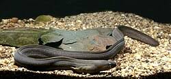 Image result for Gymnothorax vicinus