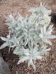 Image result for Chrysanthemum ptarmiciflorum