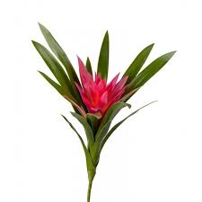 Картинки по запросу гусмания