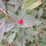 Attēlu rezultāti vaicājumam “Lonicera tatarica fruit”