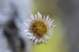 Attēlu rezultāti vaicājumam “Erigeron acris flower”