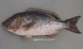 Image result for Dentex dentex