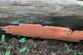 Attēlu rezultāti vaicājumam “Rhodonia placenta”