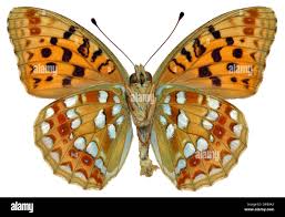 Attēlu rezultāti vaicājumam “Argynnis adippe female”