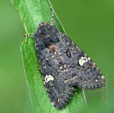 Attēlu rezultāti vaicājumam “Melanchra persicariae”