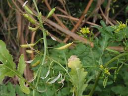 Attēlu rezultāti vaicājumam “Rorippa palustris flower”
