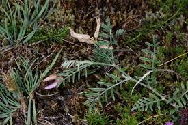 Attēlu rezultāti vaicājumam “Astragalus arenarius leaf”