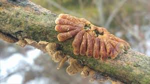 Attēlu rezultāti vaicājumam “Hypocreopsis lichenoides”