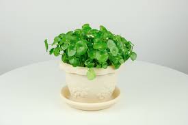 「香菇草」的圖片搜尋結果