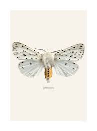 Attēlu rezultāti vaicājumam “Spilosoma lubricipeda”