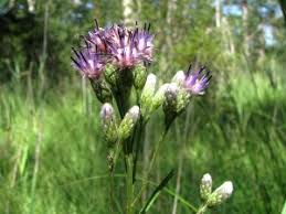 Attēlu rezultāti vaicājumam “Saussurea esthonica leaf”