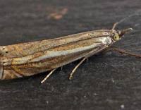 Attēlu rezultāti vaicājumam “Crambus lathoniellus”