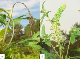 Attēlu rezultāti vaicājumam “Ambrosia artemisiifolia bud”