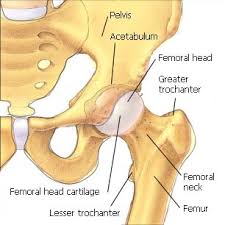 Ball and Socket Joint