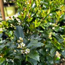 Attēlu rezultāti vaicājumam “Ilex x meserveae”