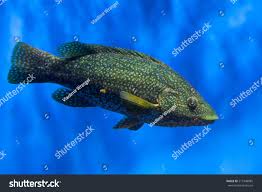 Image result for Labrus bergylta