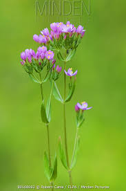Attēlu rezultāti vaicājumam “Centaurium erythraea flower”