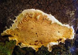 Attēlu rezultāti vaicājumam “Junghuhnia pseudozilingiana”