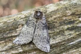 Attēlu rezultāti vaicājumam “Tethea or”