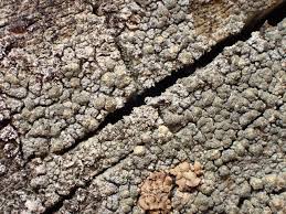 Attēlu rezultāti vaicājumam “Trapeliopsis granulosa”