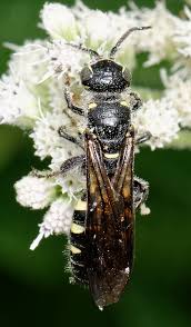 Attēlu rezultāti vaicājumam “Physarum obscurum”