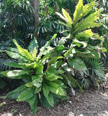 Attēlu rezultāti vaicājumam “Campylium chrysophyllum”