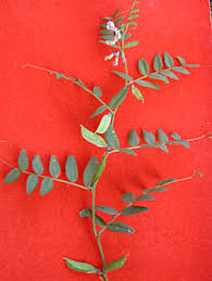 Attēlu rezultāti vaicājumam “Vicia sepium”