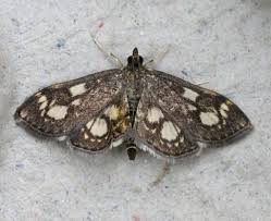 Attēlu rezultāti vaicājumam “Anania coronata”