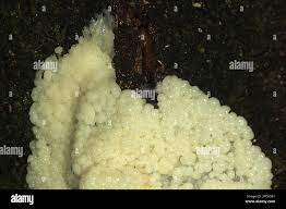 Attēlu rezultāti vaicājumam “Didymium spongiosum spores”