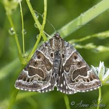 Attēlu rezultāti vaicājumam “Callistege mi”