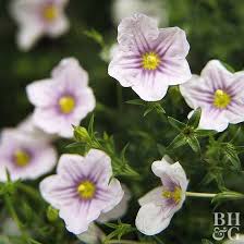 Image result for Nierembergia