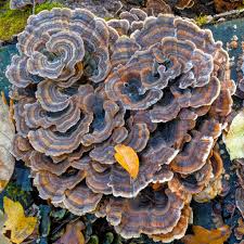 Attēlu rezultāti vaicājumam “Trametes versicolor”