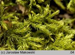 Attēlu rezultāti vaicājumam “Anomodon longifolius”