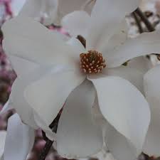 Attēlu rezultāti vaicājumam “Magnolia x loebneri flower”