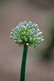 Attēlu rezultāti vaicājumam “Allium cepa bud”