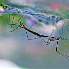 Attēlu rezultāti vaicājumam “Dictenidia bimaculata male”