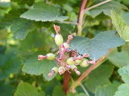 Attēlu rezultāti vaicājumam “Ribes nigrum flower”