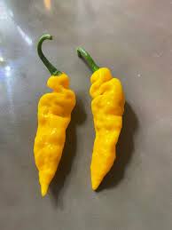 Afbeeldingsresultaat voor yellow fratali hot pepper