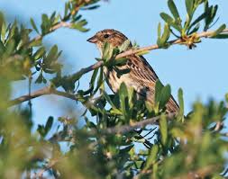 Image result for Emberiza pallasi