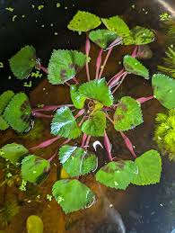 Attēlu rezultāti vaicājumam “Trapa natans”