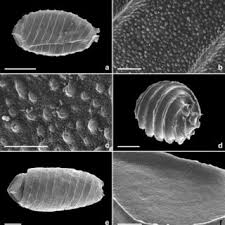 Attēlu rezultāti vaicājumam “Chara filiformis”