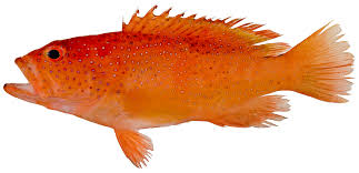 Image result for Cephalopholis cruentata