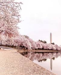 Image result for "cherry blossom" washington