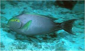 Image result for Acanthurus xanthopterus
